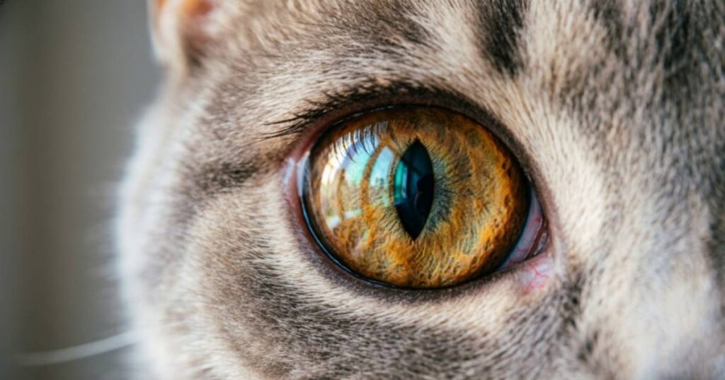 Cat Eye Captions for Instagram